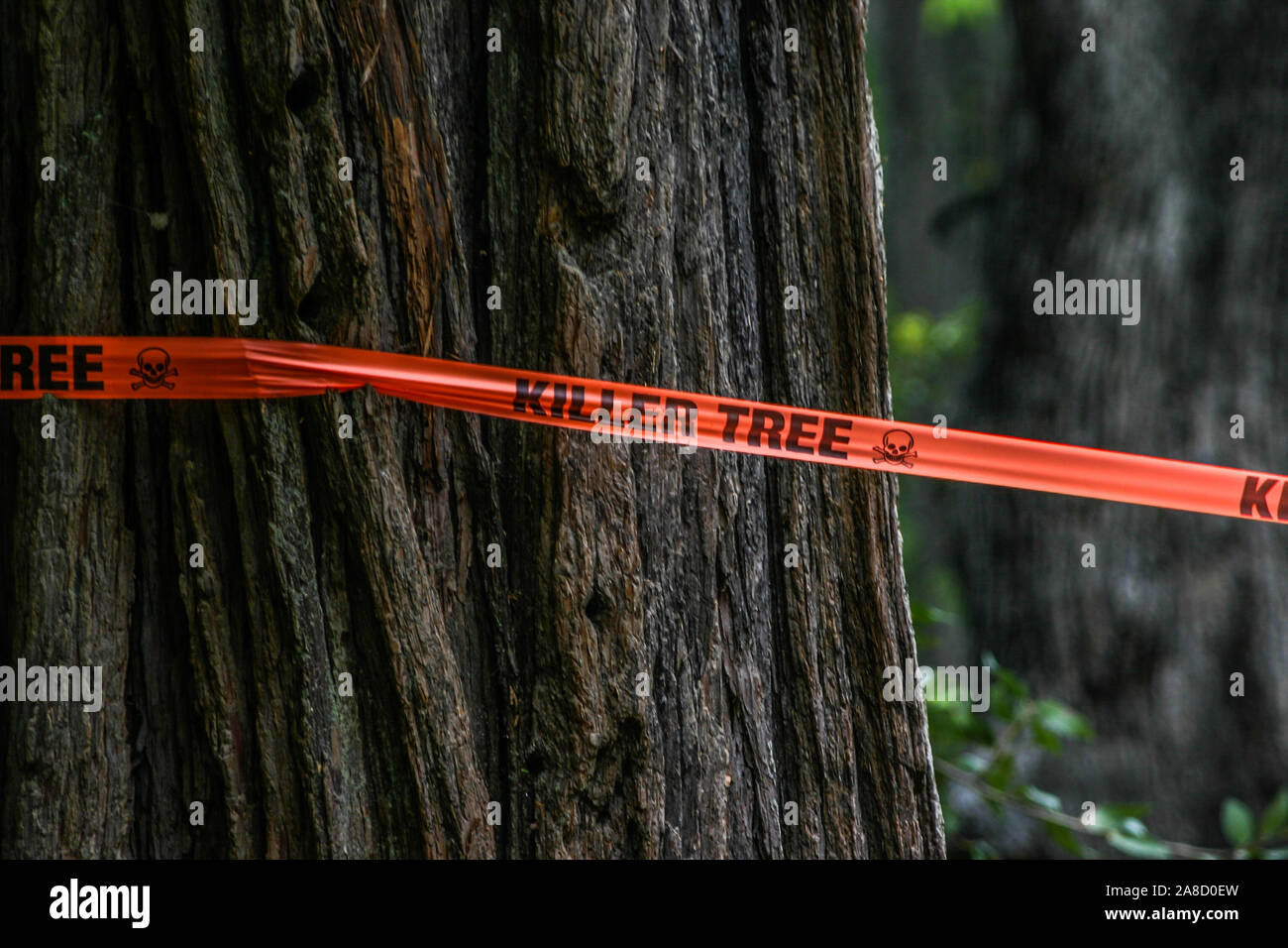 Ruban d'avertissement « Killer Tree » ordonnant sur un arbre dangereusement pendu dans le parc national de Yosemite, Californie, États-Unis Banque D'Images