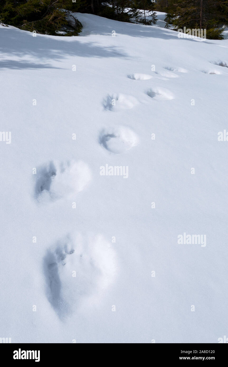 Pistes d'ours dans la neige. Printemps dans les highlands. Danger à l'état sauvage Banque D'Images