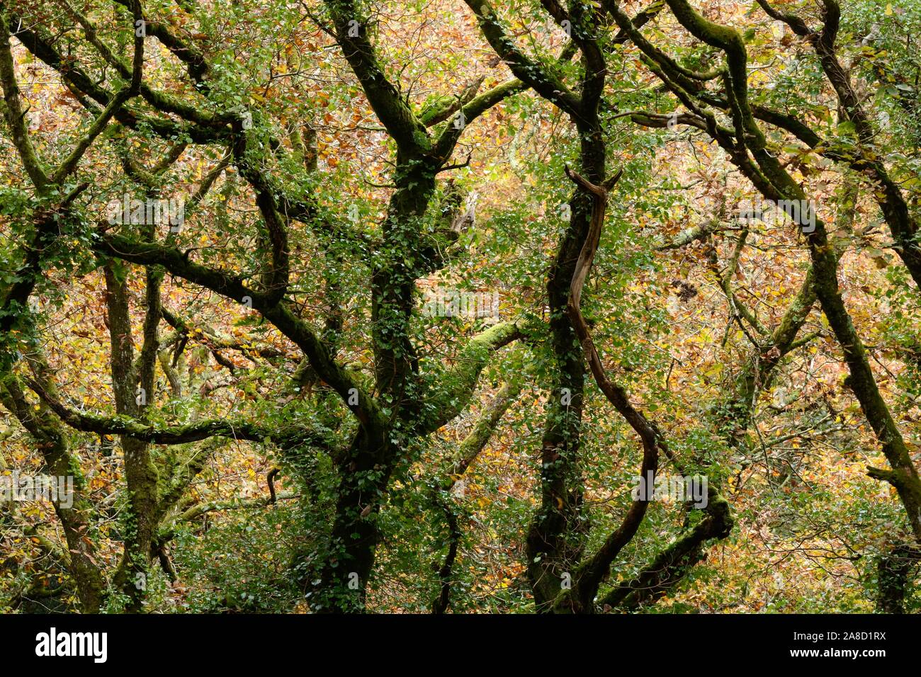 La lumière qui brillait à travers les feuilles et les branches en automne Pengelli la réserve naturelle nationale des forêts forêts anciennes, Pembrokeshire Wales Cymru UK Banque D'Images