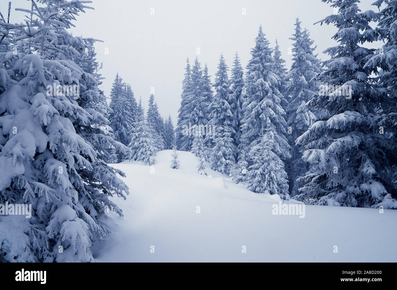 Paysage d'hiver de sapins sous la neige dans une vallée de montagne Banque D'Images