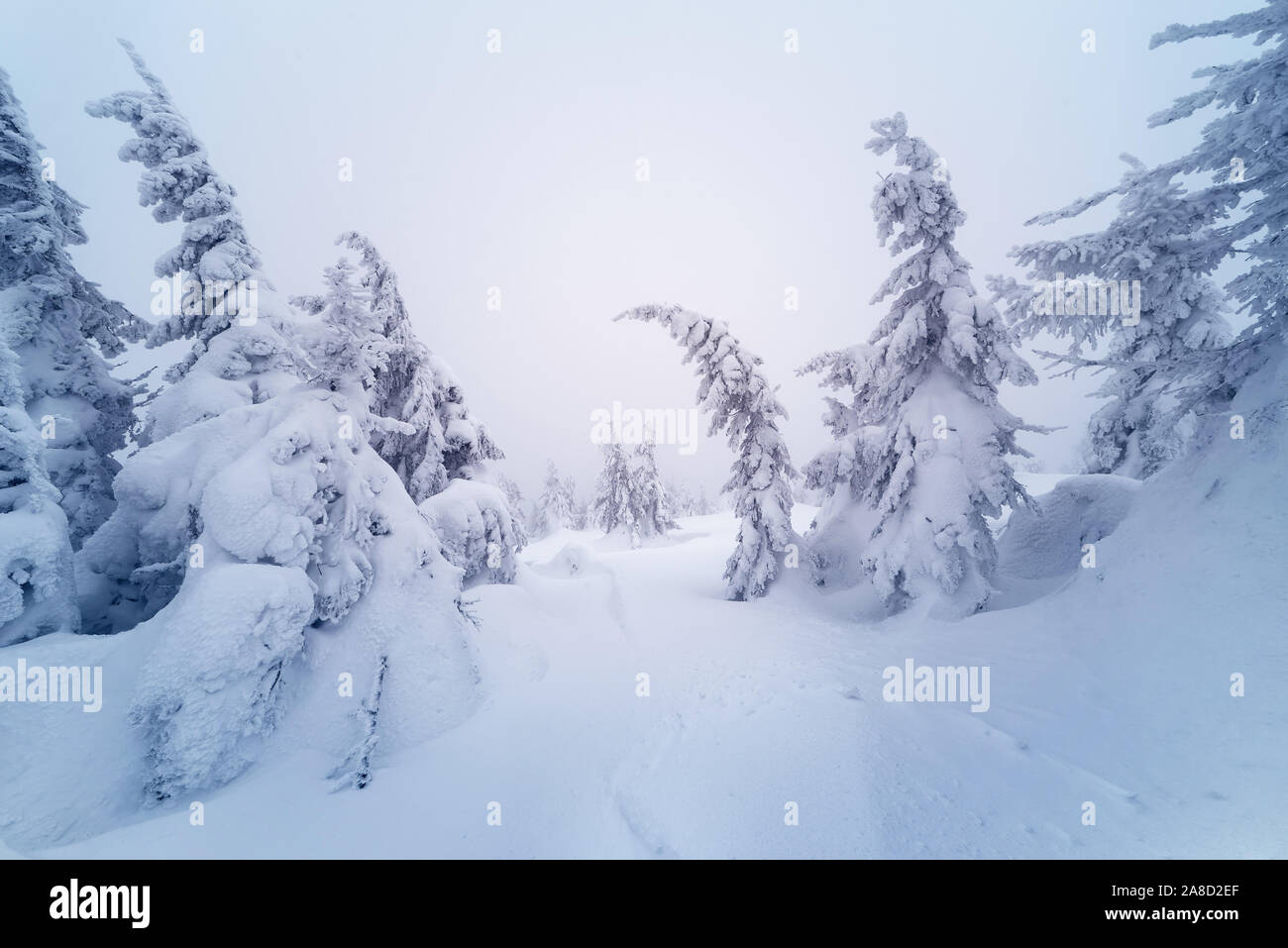 Sapins dans la neige. Paysage d'hiver un jour nuageux. Carpates, l'Ukraine, l'Europe Banque D'Images