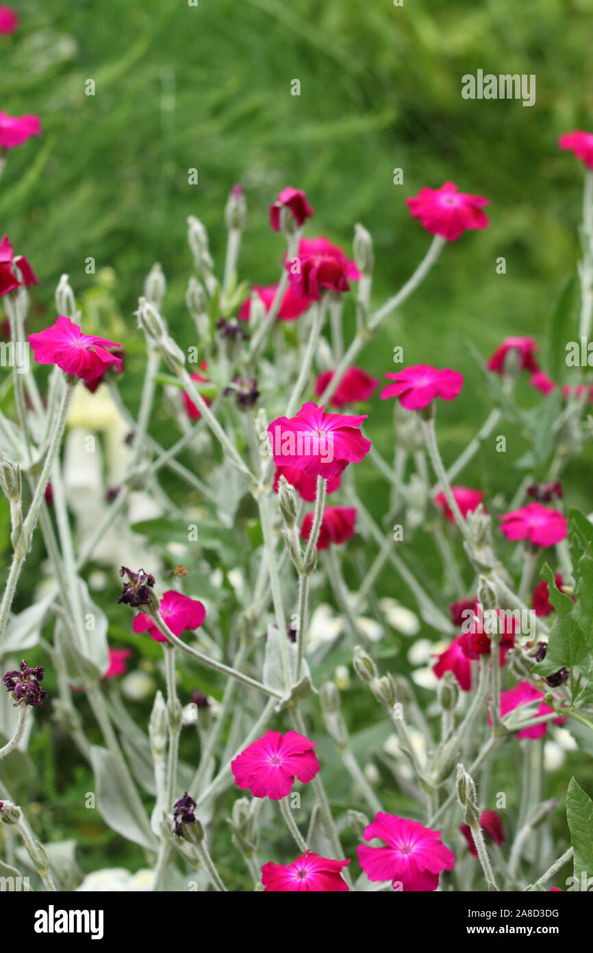 Pink rose campion Silene coronaria (fleurs )de plus en jardin Banque D'Images