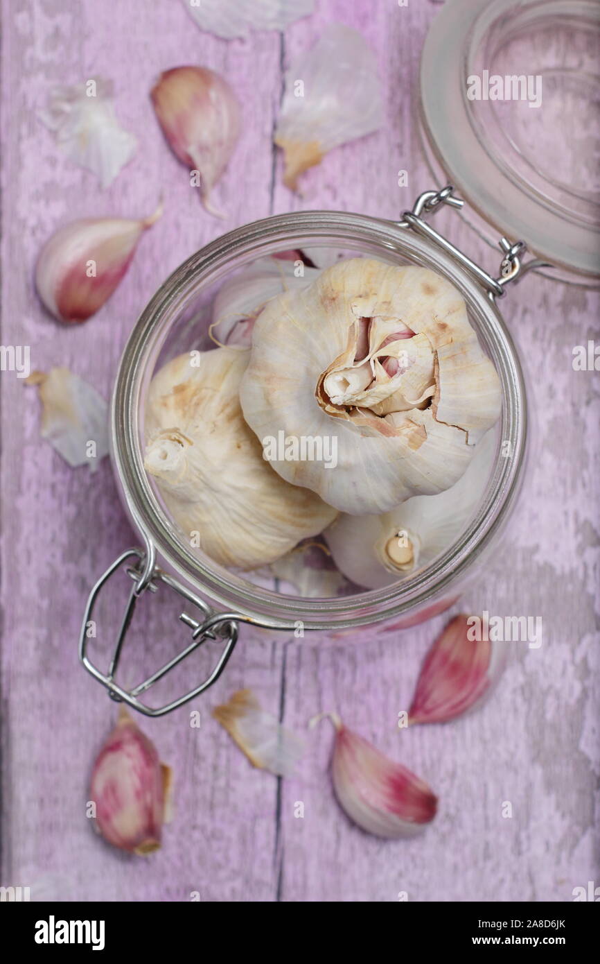 L'allium sativum. Les ampoules et les gousses d 'ail Lautrec Wight'. UK Banque D'Images