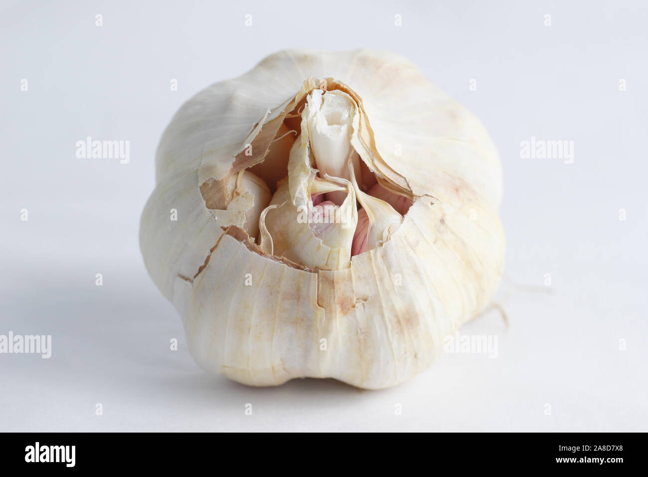 Allium sativum Lautrec Wight'. Ampoule de 'Lautrec Wight' l'ail. UK Banque D'Images