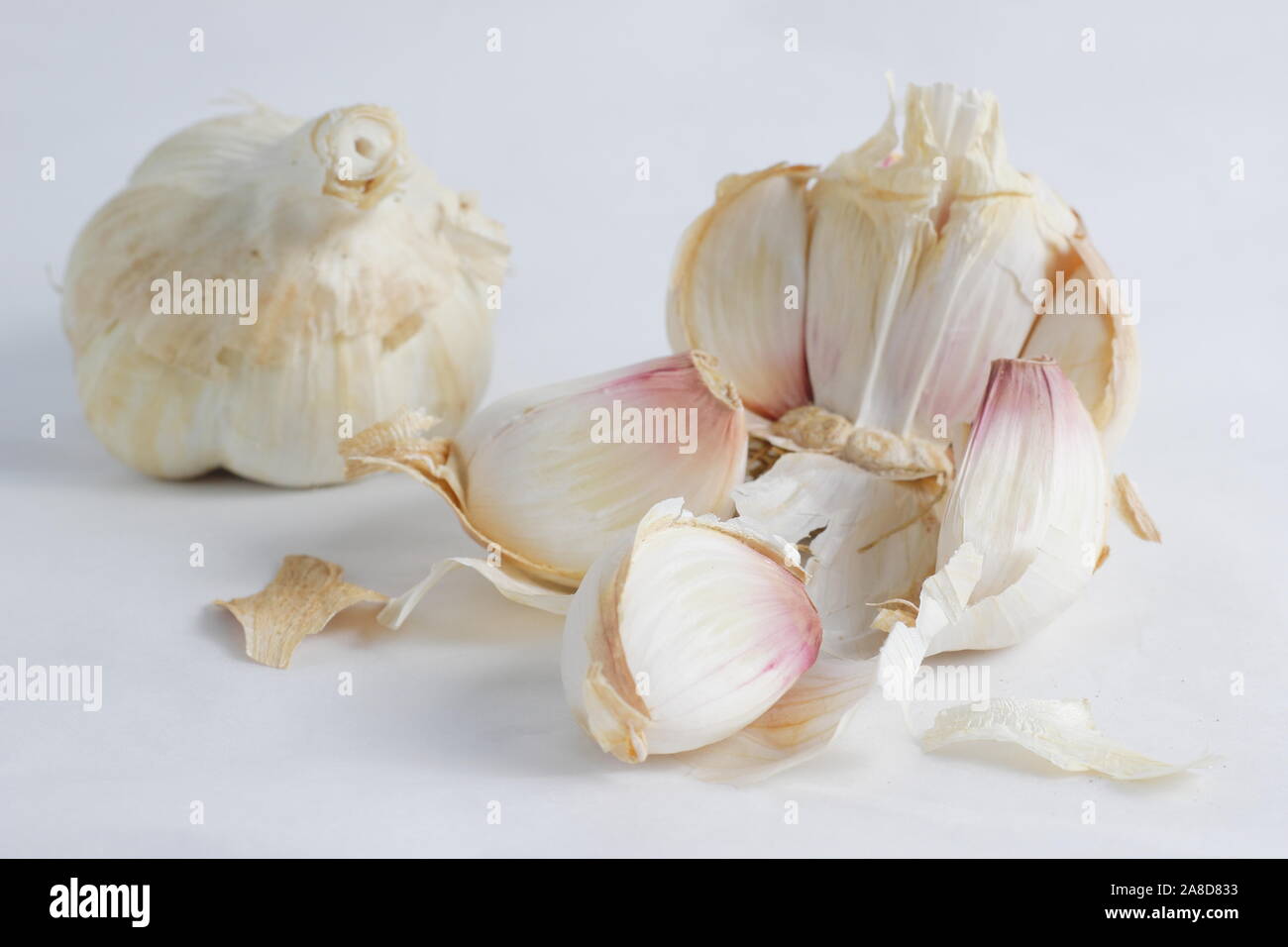 L'allium sativum 'Lautrec Wight'. Ampoule de 'Lautrec Wight' ail fendu pour révéler de girofle. UK Banque D'Images
