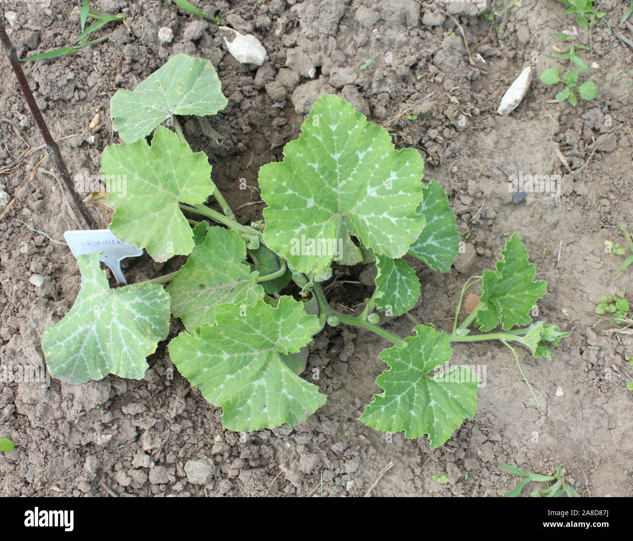 Citrouille Cucurbita moschata, plante poussant sur patch Banque D'Images