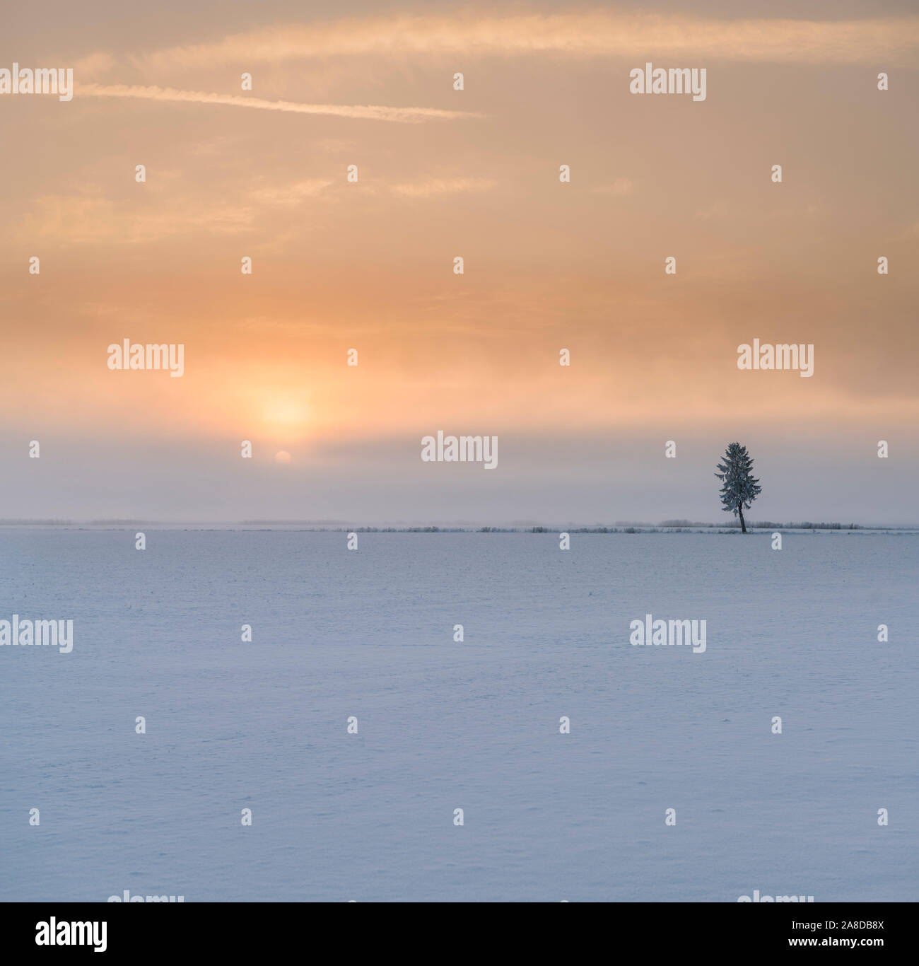 Lever du soleil derrière l'arbre solitaire dans un champ. Matin d'hiver avec la neige et le gel en Uppland, Suède. Banque D'Images