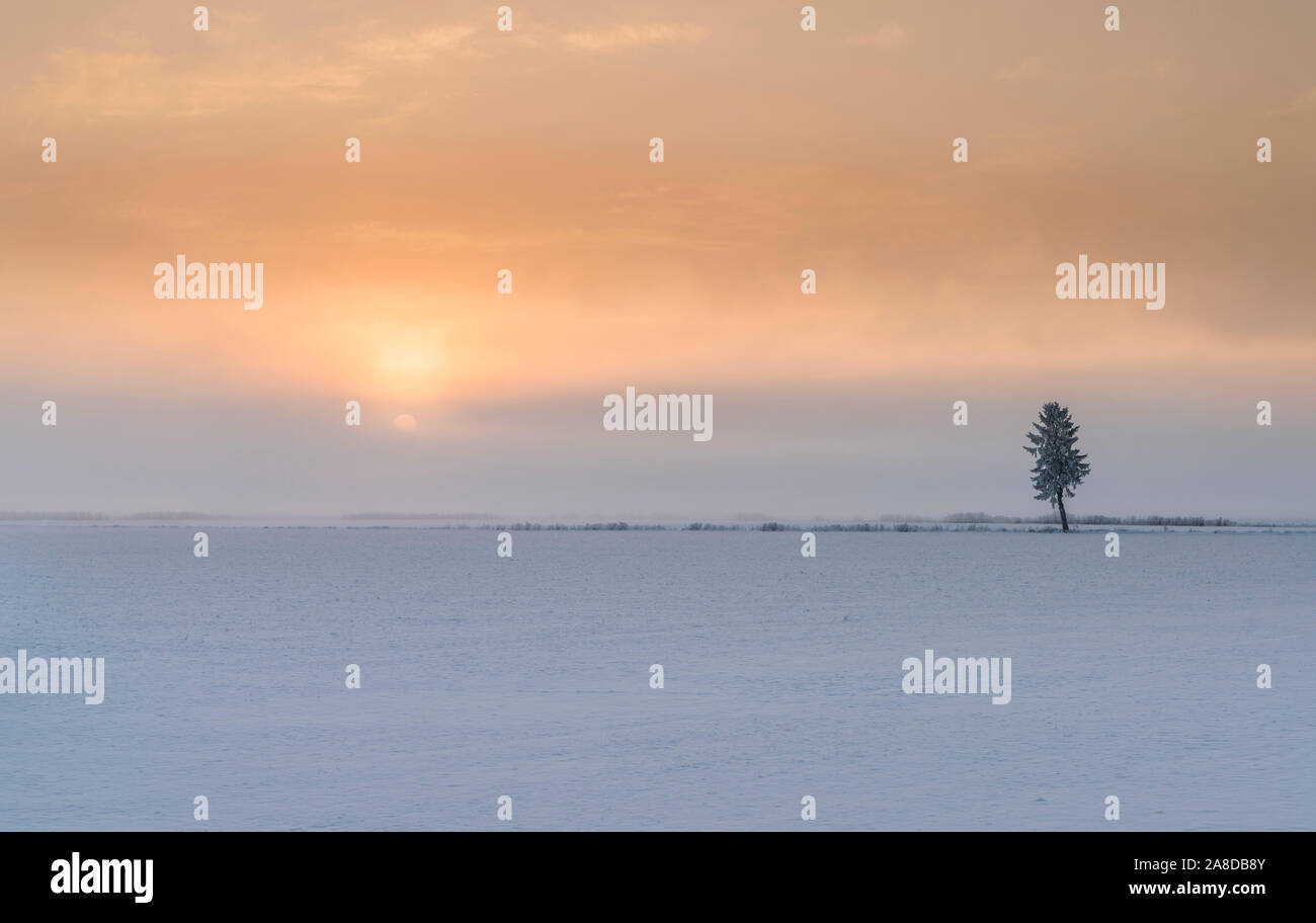 Lever du soleil derrière l'arbre solitaire dans un champ. Matin d'hiver avec la neige et le gel en Uppland, Suède. Banque D'Images