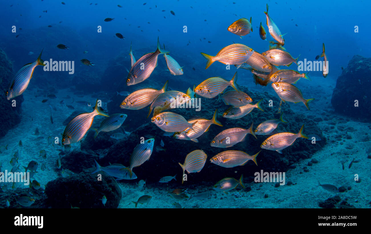 Banc de poissons dans l'eau bleue Banque D'Images