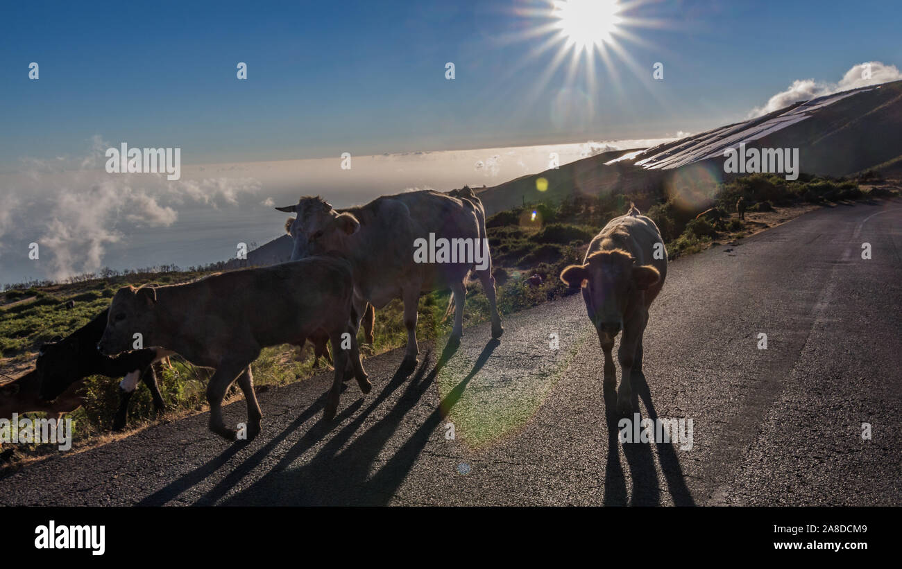 Les vaches sur route dans les montagnes de Madère Banque D'Images