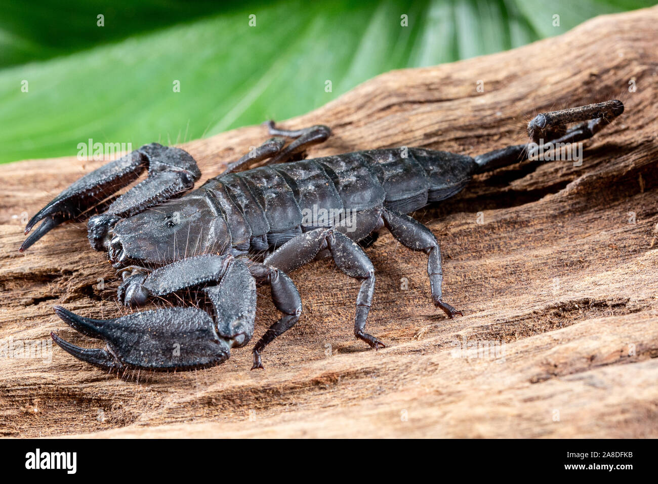 Rocher plat Scorpion, Hadogenes troglodytes, sur un morceau de l'écorce des arbres Banque D'Images