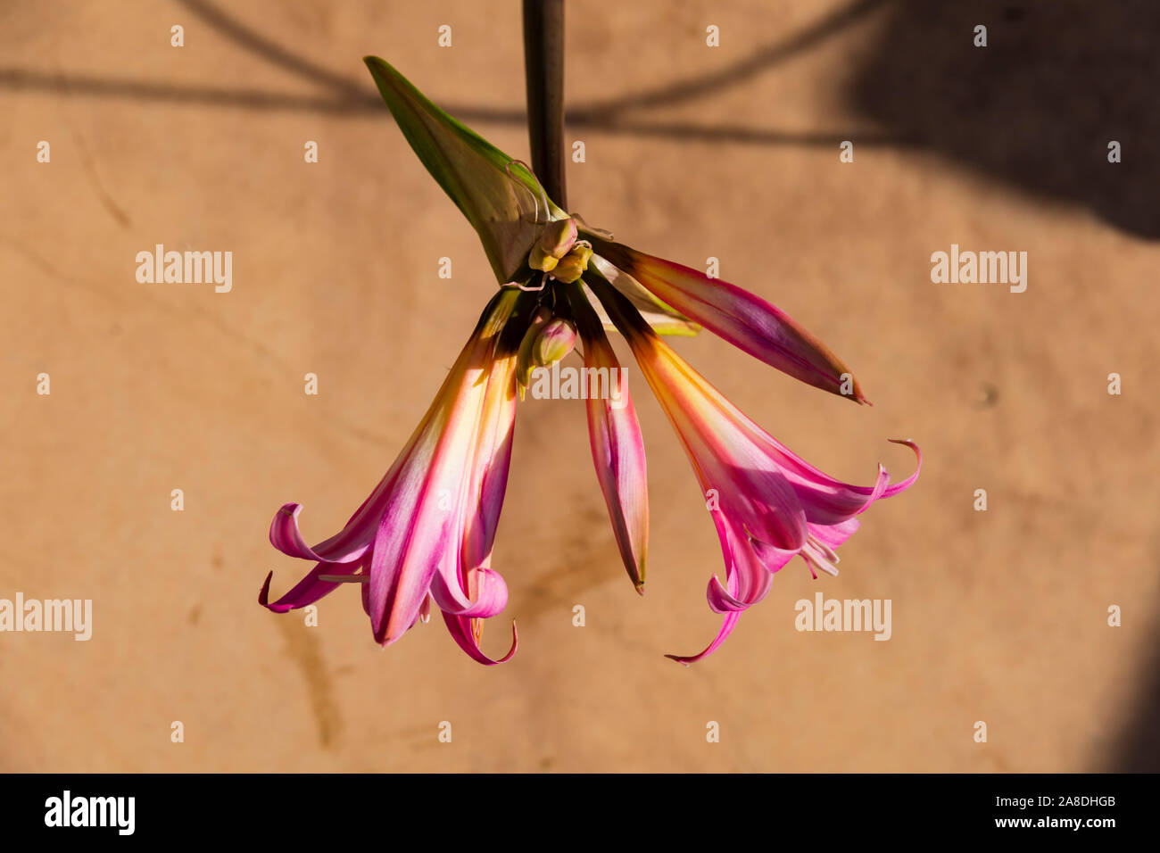 Fleur, Santa Monica, Los Angeles County, Californie, États-Unis d'Amérique Banque D'Images