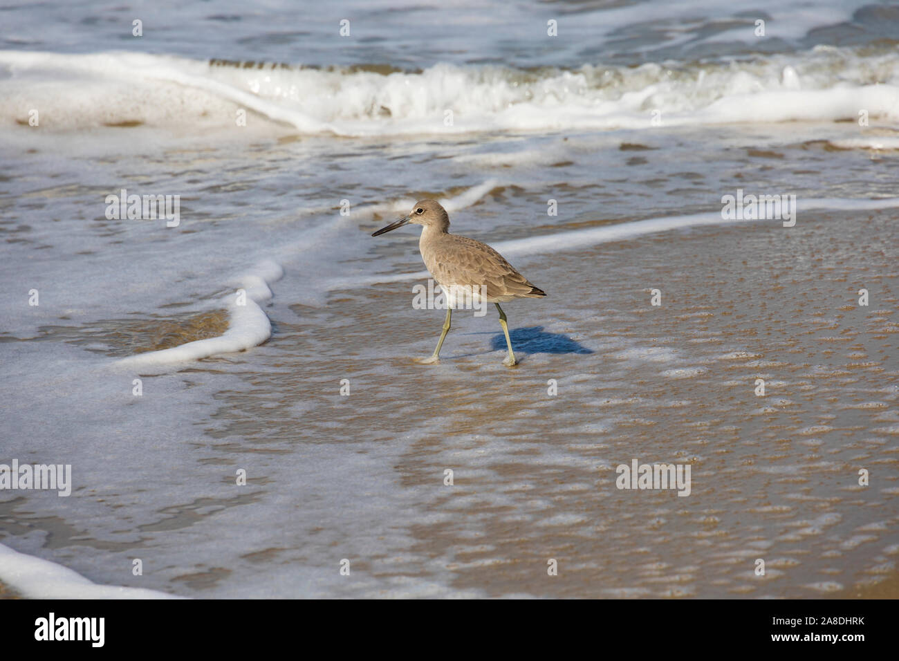 Sandpiper se nourrir dans la surf, Santa Monica beach, , Los Angeles County, Californie, États-Unis d'Amérique Banque D'Images
