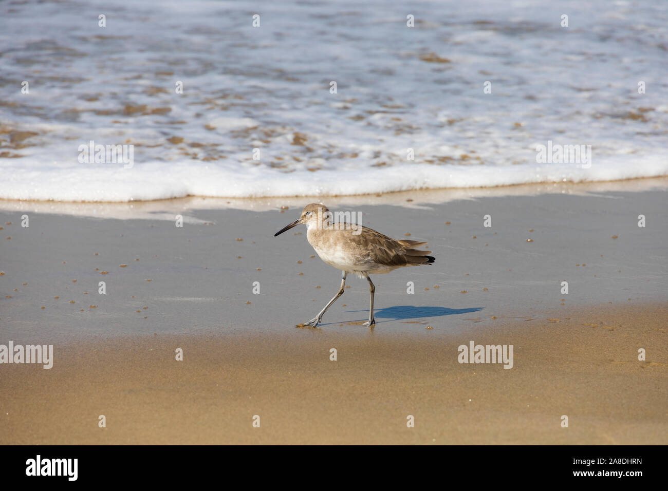 Sandpiper se nourrir dans la surf, Santa Monica beach, , Los Angeles County, Californie, États-Unis d'Amérique Banque D'Images