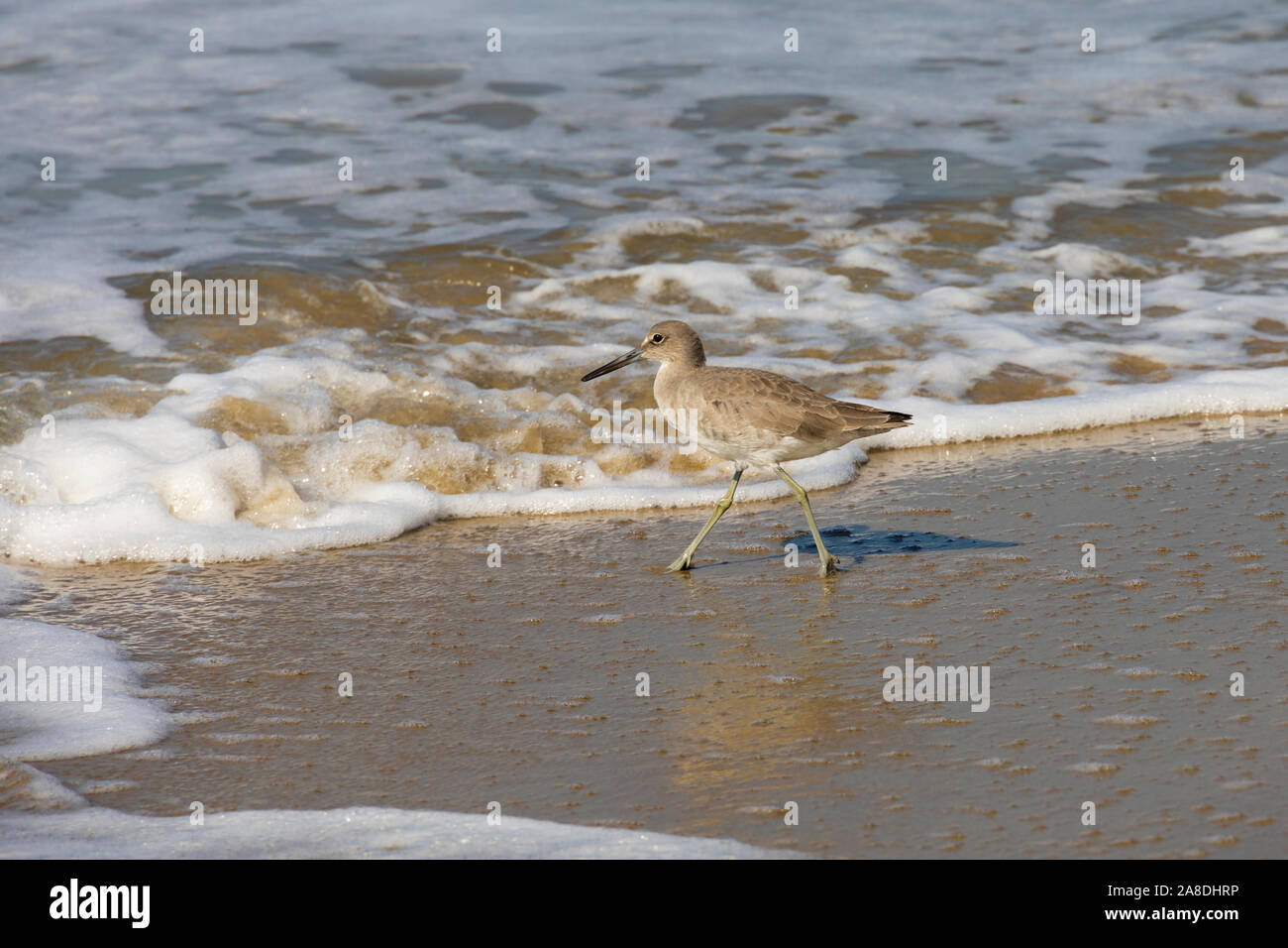 Sandpiper se nourrir dans la surf, Santa Monica beach, , Los Angeles County, Californie, États-Unis d'Amérique Banque D'Images