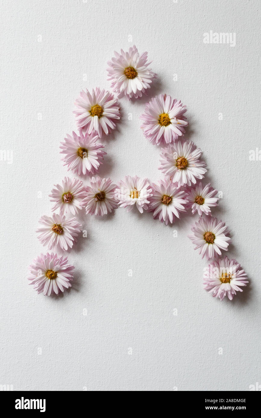 Lettre 'A' de décor de chrysanthèmes sur le tissu blanc Banque D'Images