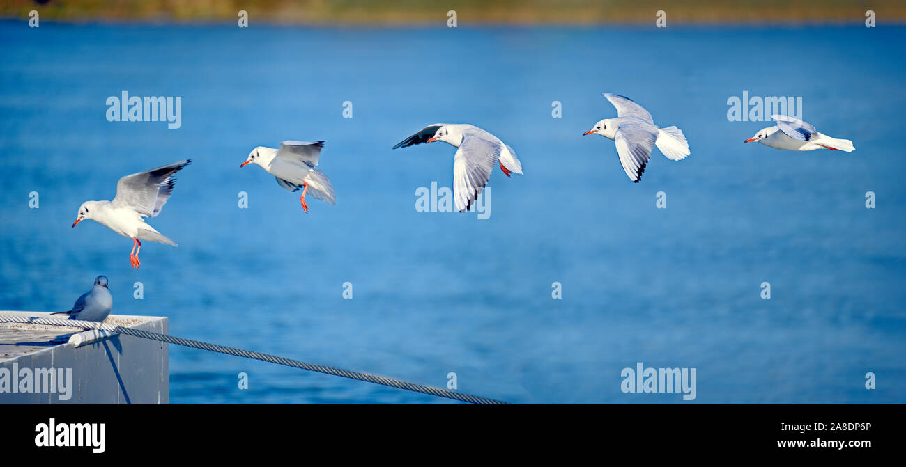 Séquence de cinq phases de l'atterrissage d'une mouette Banque D'Images