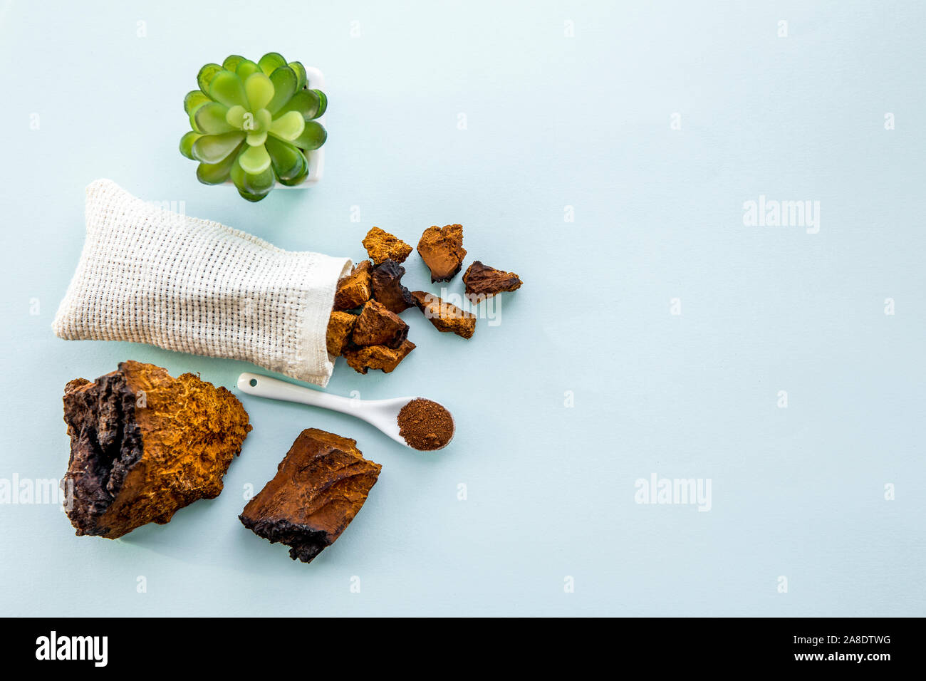 Télévision jeter voir naturel sauvage champignon Inonotus obliquus chaga, poudre et des morceaux d'un plateau/bouilloire. Plantes médicinales santé à base de plantes alimentaires su Banque D'Images