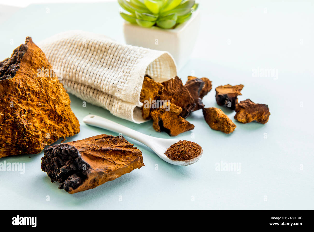 Vue latérale du chaga mushroom naturel sauvage, l'Inonotus obliquus poudre et morceaux pour faire du thé et café sur fond bleu clair. Usine de plantes en bonne santé Banque D'Images