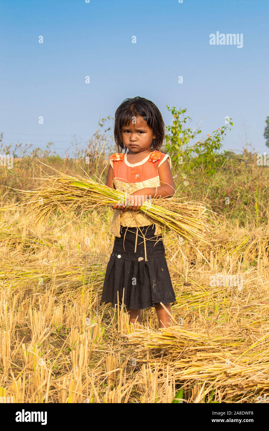 Girl holding bunch de riz dans la zone, de l'Inde. Banque D'Images