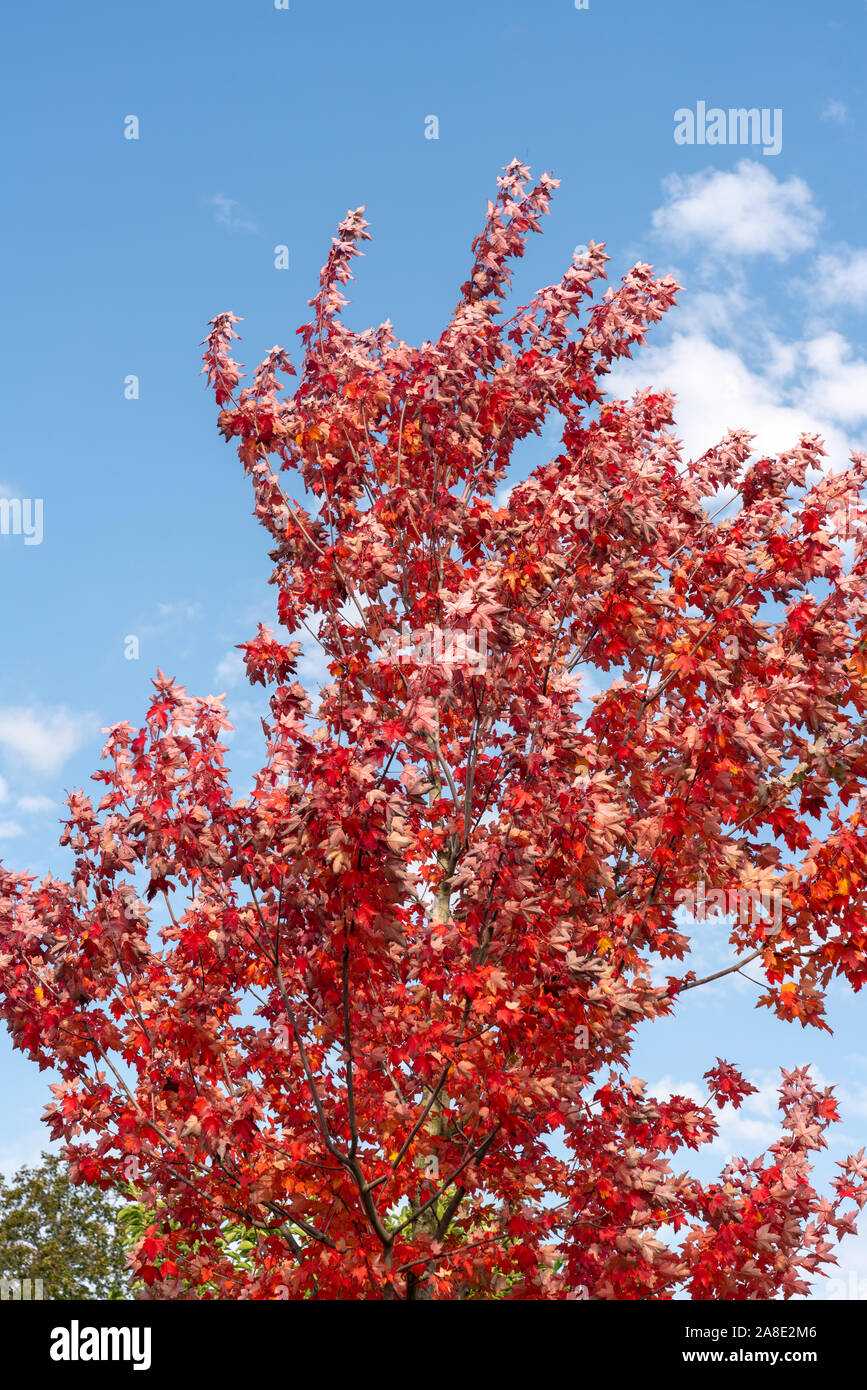 Belles couleurs d'automne sur les arbres Banque D'Images