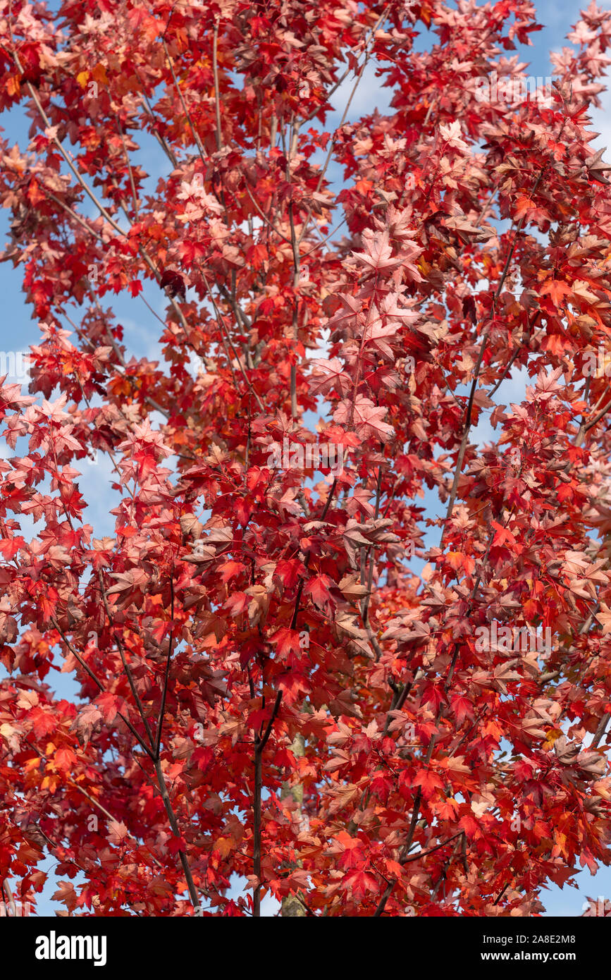 Belles couleurs d'automne sur les arbres Banque D'Images