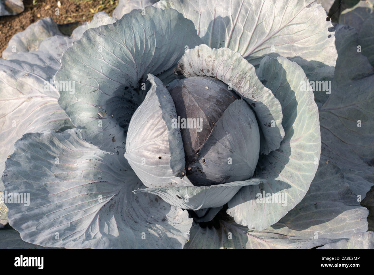 Champ avec du chou rouge aux Pays-Bas Banque D'Images