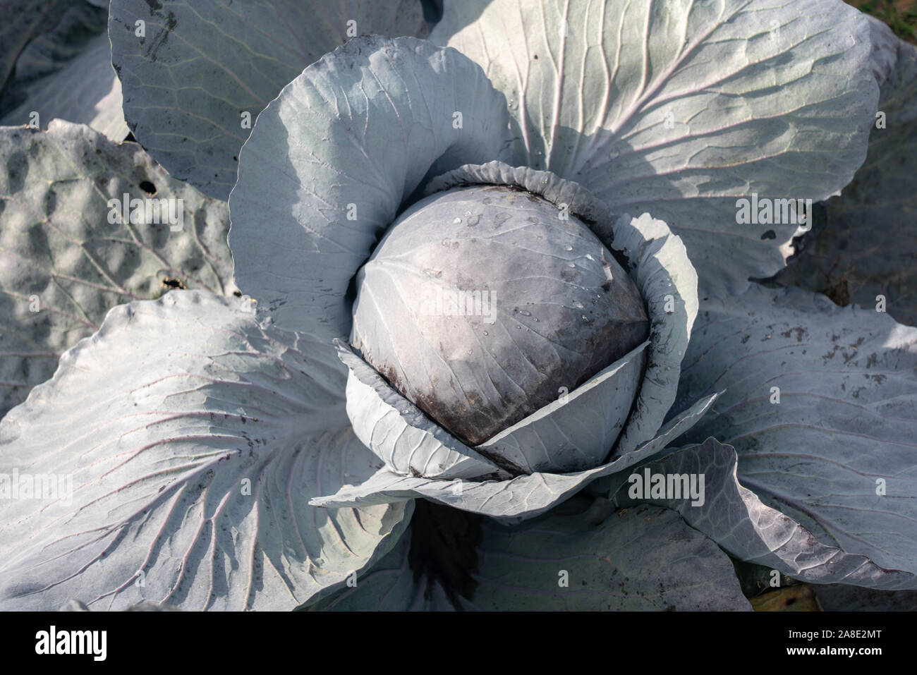 Champ avec du chou rouge aux Pays-Bas Banque D'Images