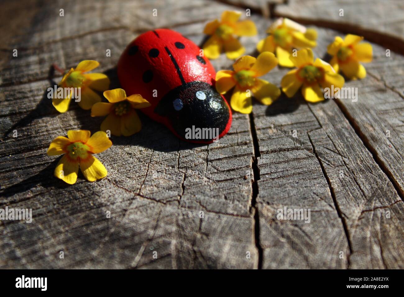 La photo montre une coccinelle avec des fleurs jaunes sur sol en bois Banque D'Images