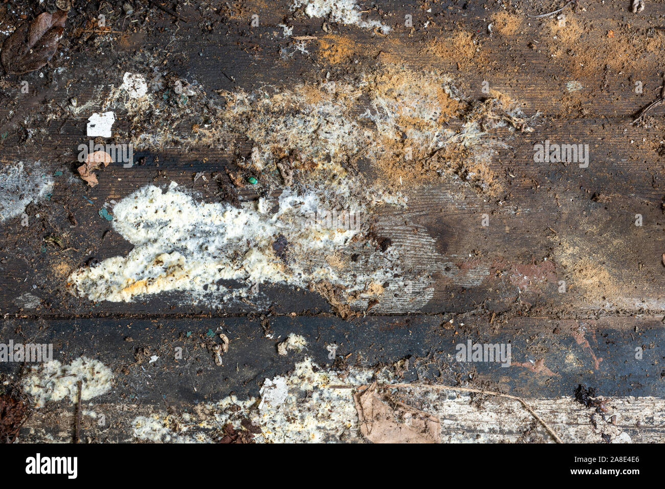 Un plancher de bois pourri à l'intérieur d'un ancien abri de jardin Banque D'Images