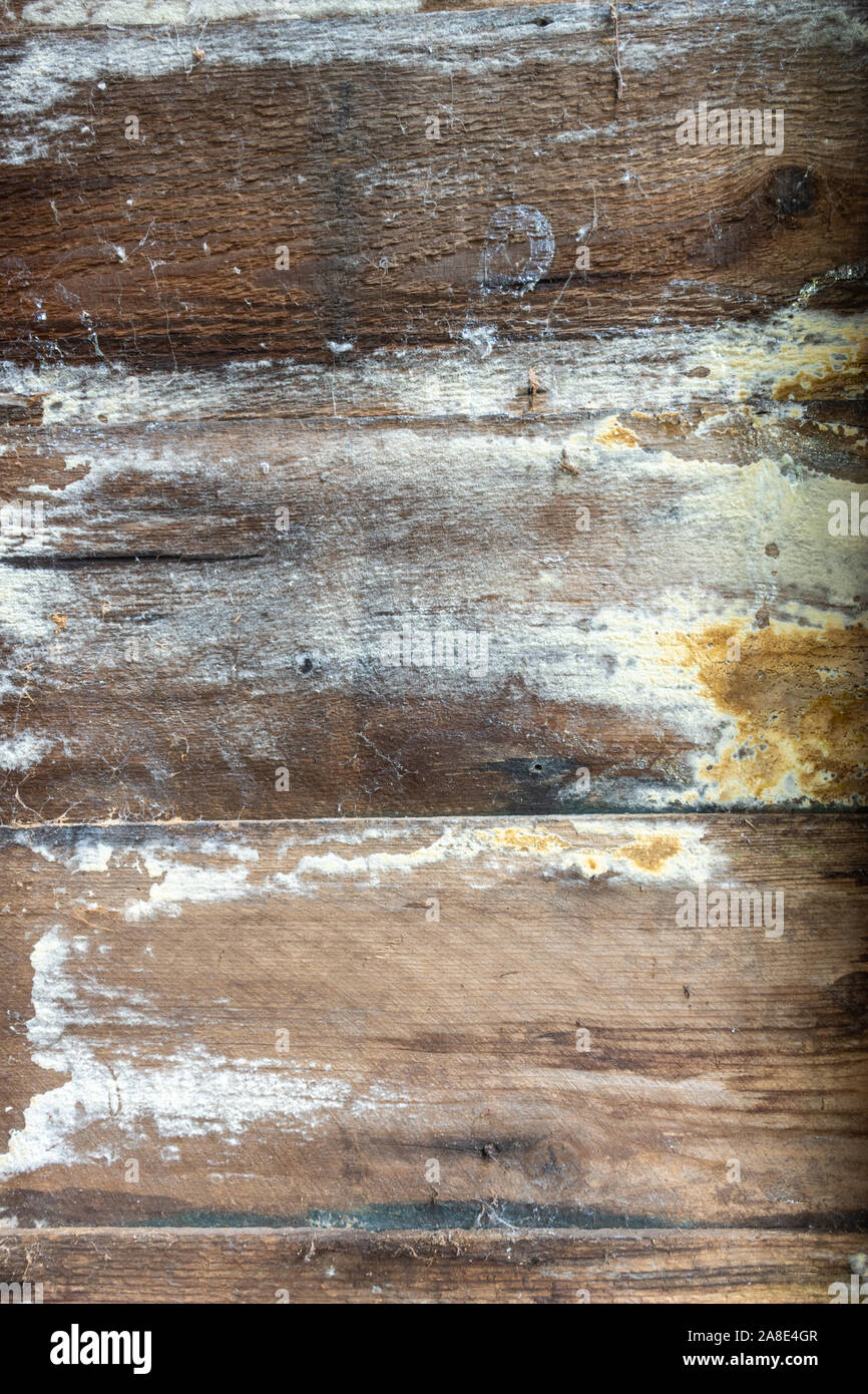 Un plancher de bois pourri à l'intérieur d'un ancien abri de jardin Banque D'Images