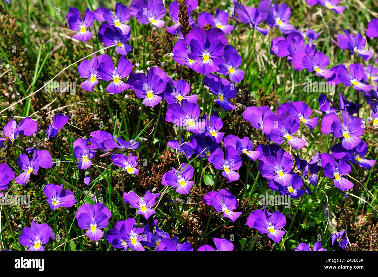 Violette Viola calcarata, montagne, Violceae, Violet, cluster, fleurs,  fleurs, fleur, plante, Alp Salaz, Untervaz, Alpes, Canton des Grisons,  Suisse Photo Stock - Alamy