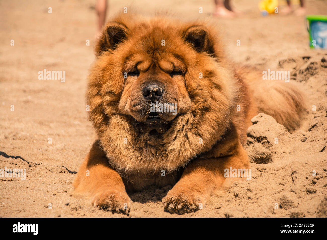 Chien Akita avec fourrure orange Banque D'Images