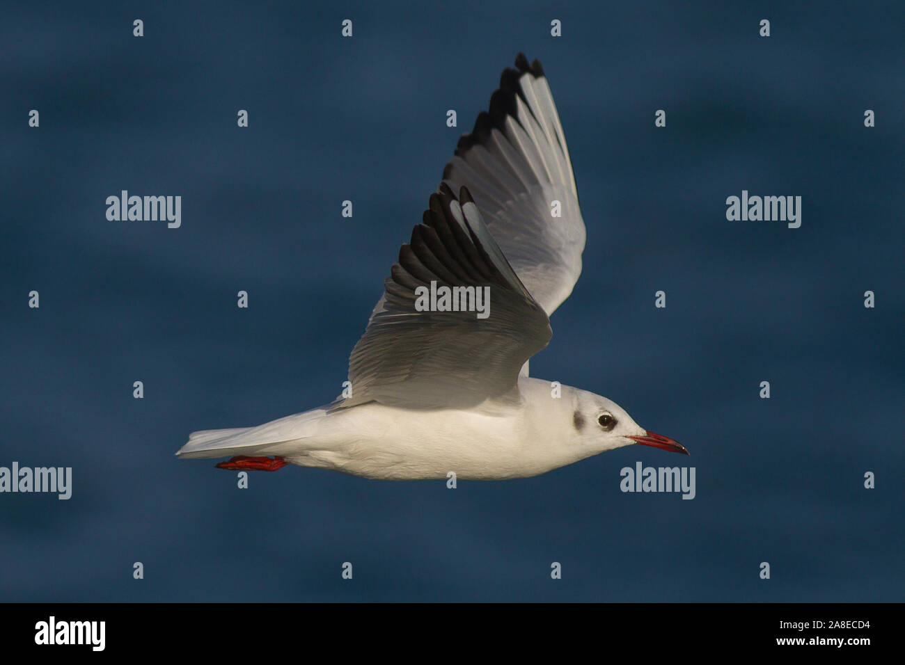 Mouette rieuse (Chroicocephalus ridibundus) en vol Banque D'Images