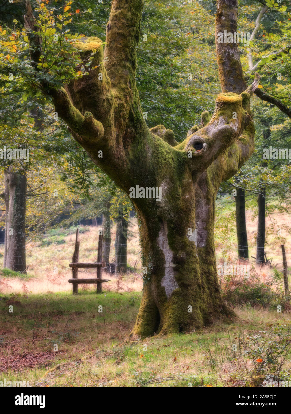 Vieux Chêne arbre couvert de mousse à l'Otzarreta Forêt, Parc Naturel de Gorbea, Biscaye, Espagne Banque D'Images