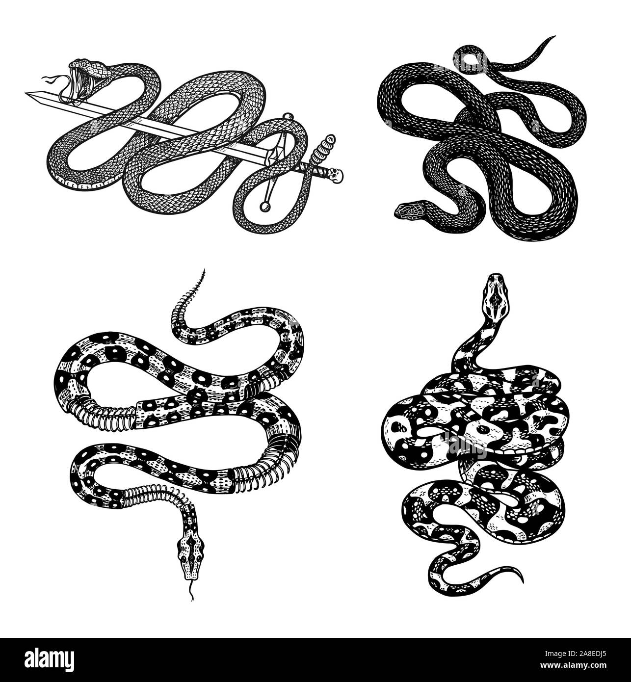 Vintage serpent set. Python royal, le lait avec une épée, de reptiles venimeux, Cobra. Viper venimeuse pour poster ou tatouage. Vieux croquis dessinés à la main, gravée pour t Illustration de Vecteur