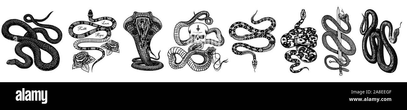 Vintage serpent set. Python royal avec tête de squelette et de roses, le lait avec une épée, de reptiles venimeux, Cobra. Viper venimeuse pour poster ou tatouage. Gravée Illustration de Vecteur