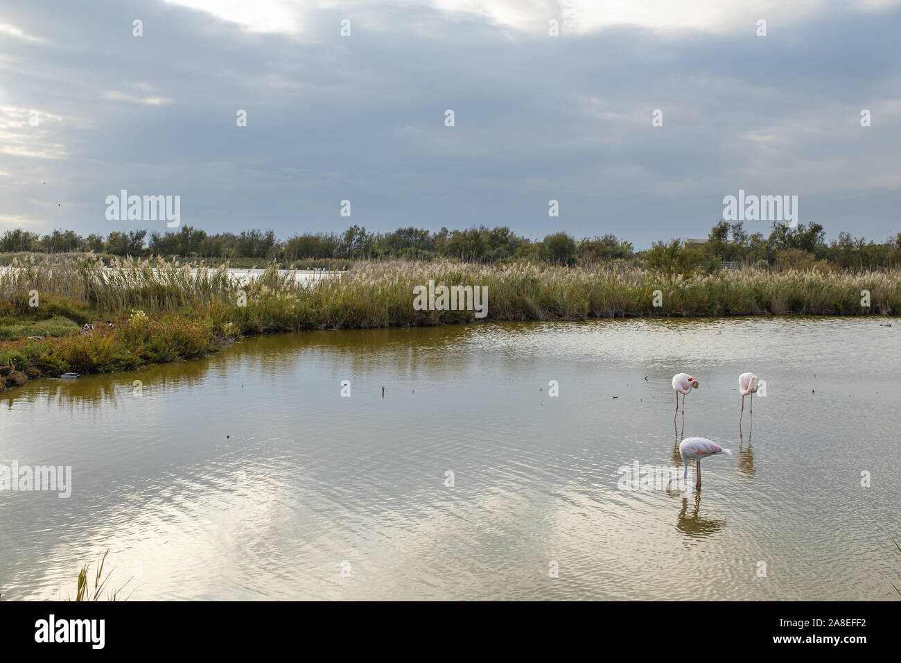 Quelques flamands roses sur un étang d'eau dans les zones humides La Camargue, France Banque D'Images