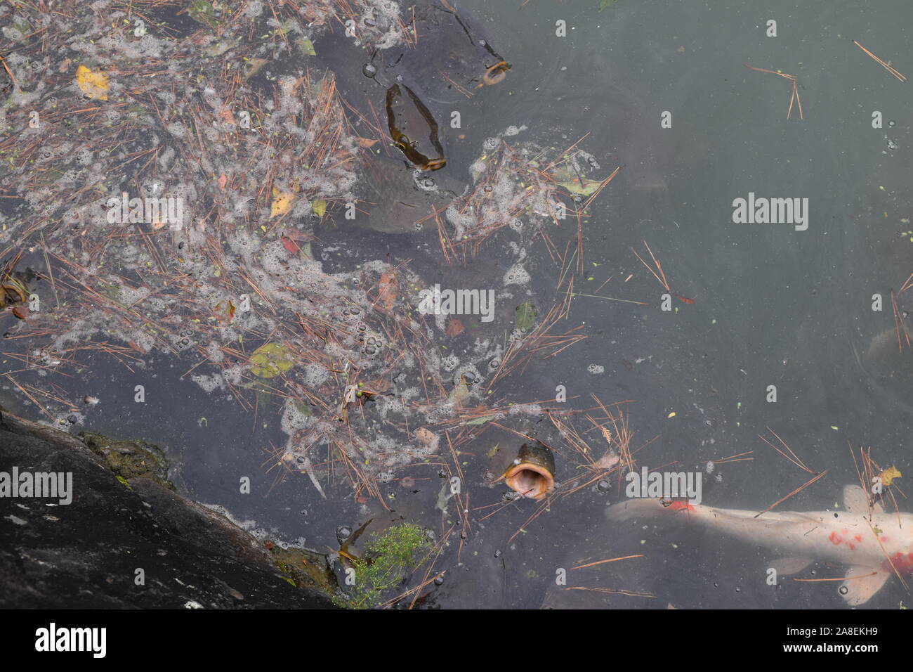 Koi Fish dans l'étang, Japon Banque D'Images