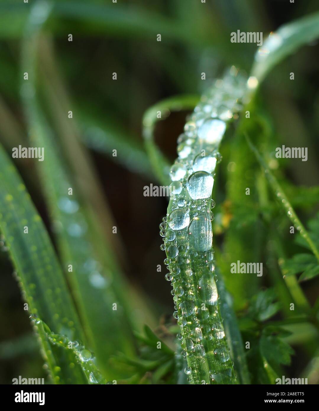 La rosée du matin l'eau sur les pales de l'herbe verte Banque D'Images