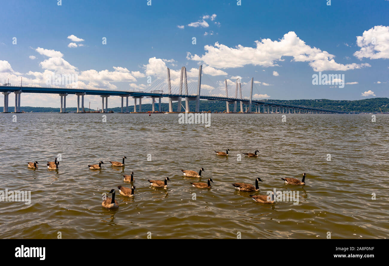 TARRYTOWN, NEW YORK, USA - Des oies la natation dans la rivière Hudson près de pont Tappan Zee. Banque D'Images