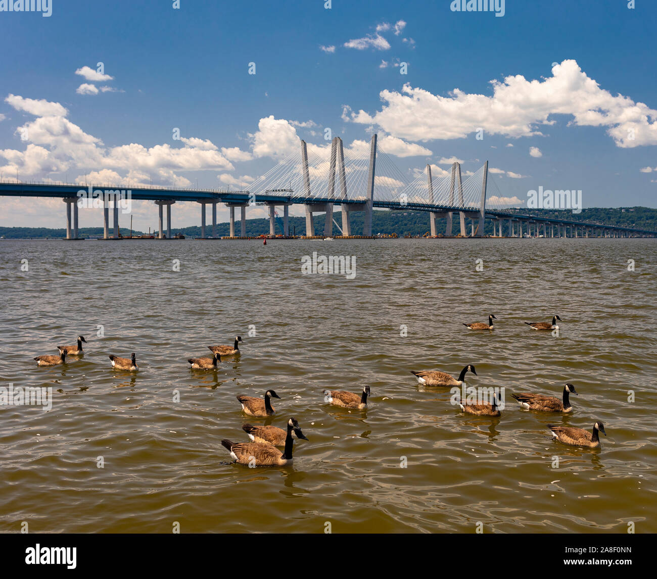 TARRYTOWN, NEW YORK, USA - Des oies la natation dans la rivière Hudson près de pont Tappan Zee. Banque D'Images