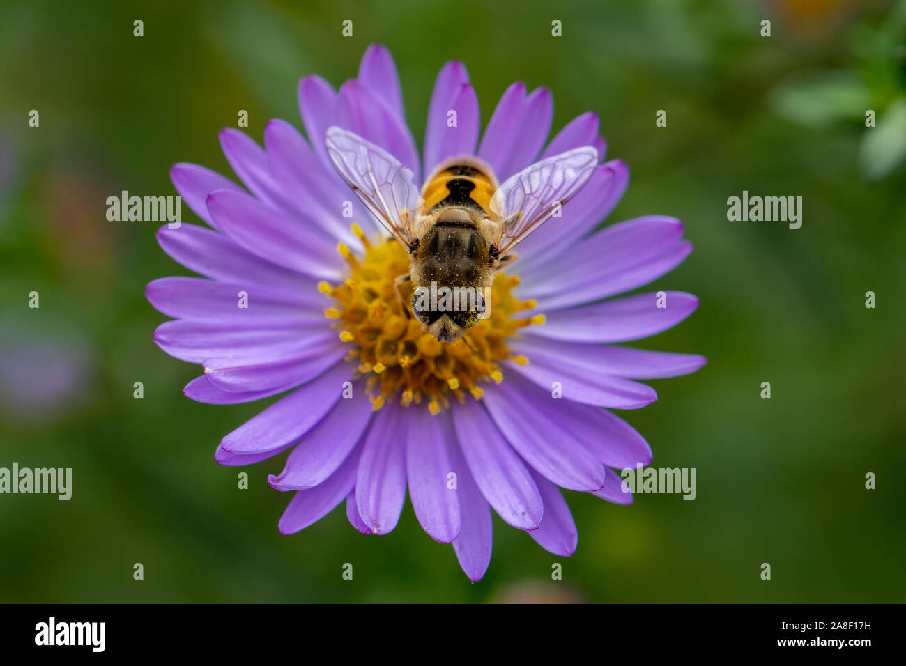 Abeille à miel Banque D'Images