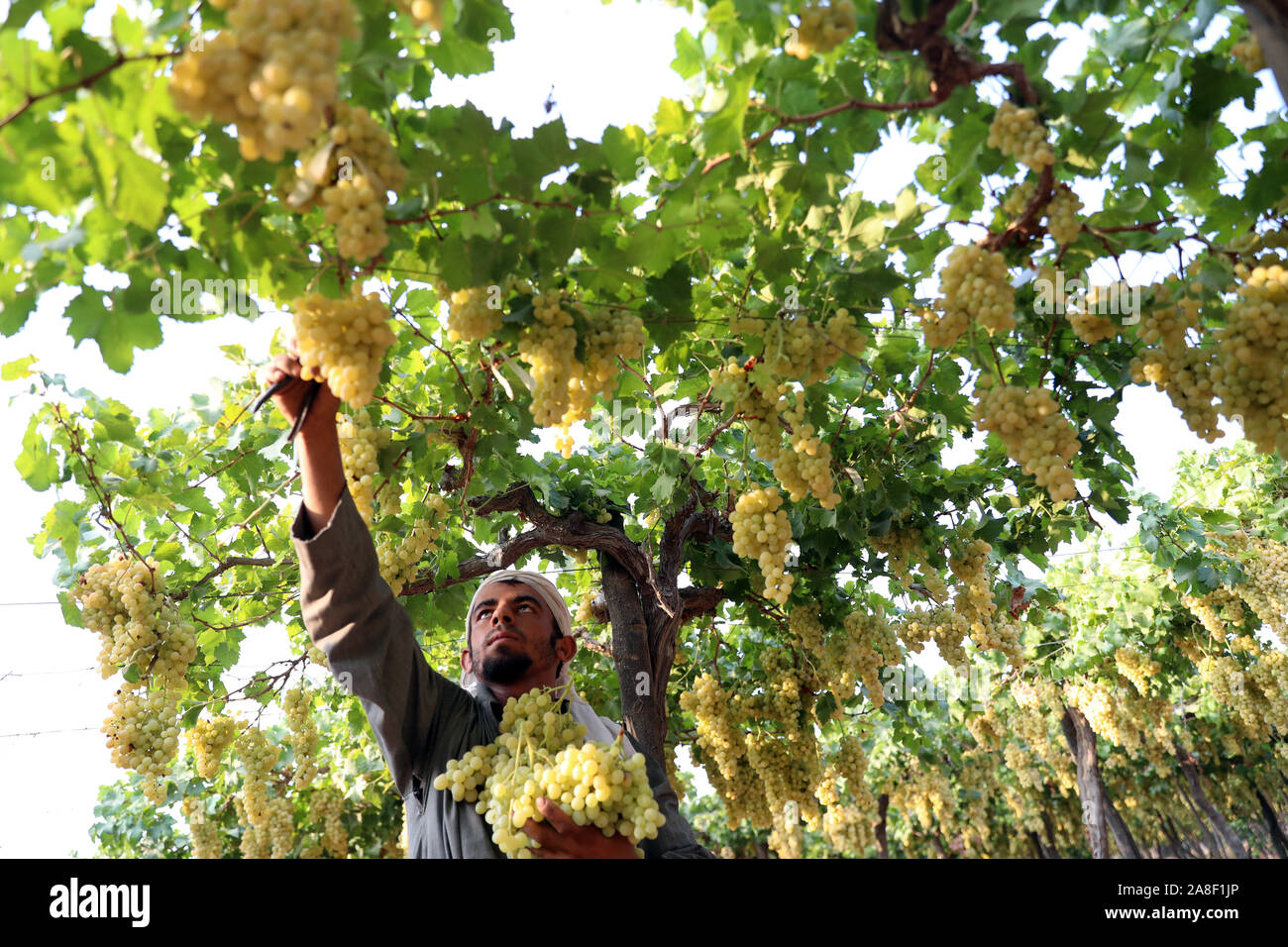 Beijing, l'Égypte. 7e août 2019. Un fermier moissonne en raisins Minufiya Province, l'Égypte, le 7 août 2019. L'échange de visites entre les Égyptiens et les responsables chinois au cours des dernières années a grandement stimulé la croissance rapide des relations bilatérales. Pour aller à l'aide de 'Spotlight : fréquentes visites mutuelles de crédit ' Egypt-China boost : Ahmed Gomaa/Xinhua/Alamy Live News Banque D'Images