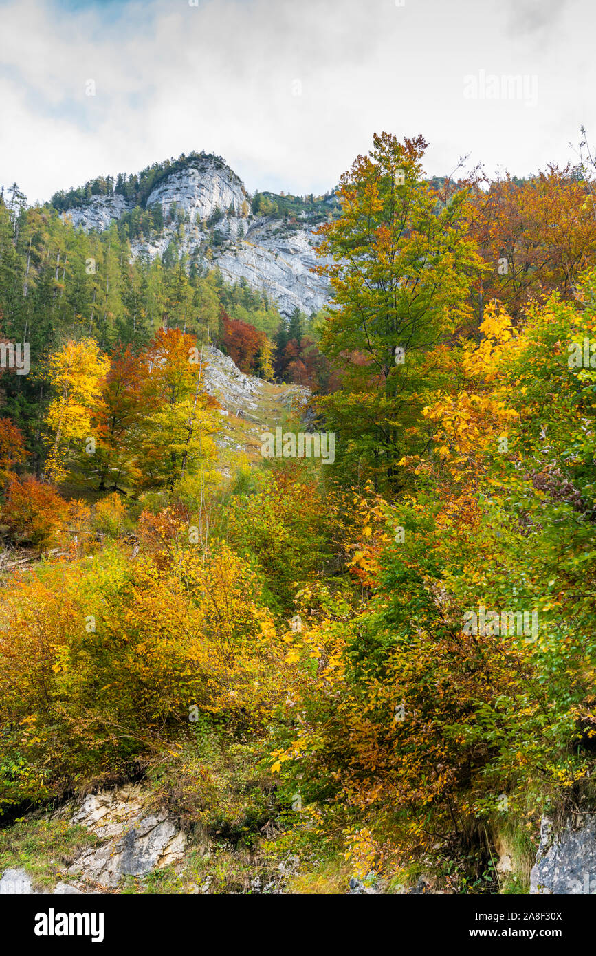 La couleur des feuilles d'automne dans les montagnes près de Bad Aussee, en Autriche, en Europe. Banque D'Images
