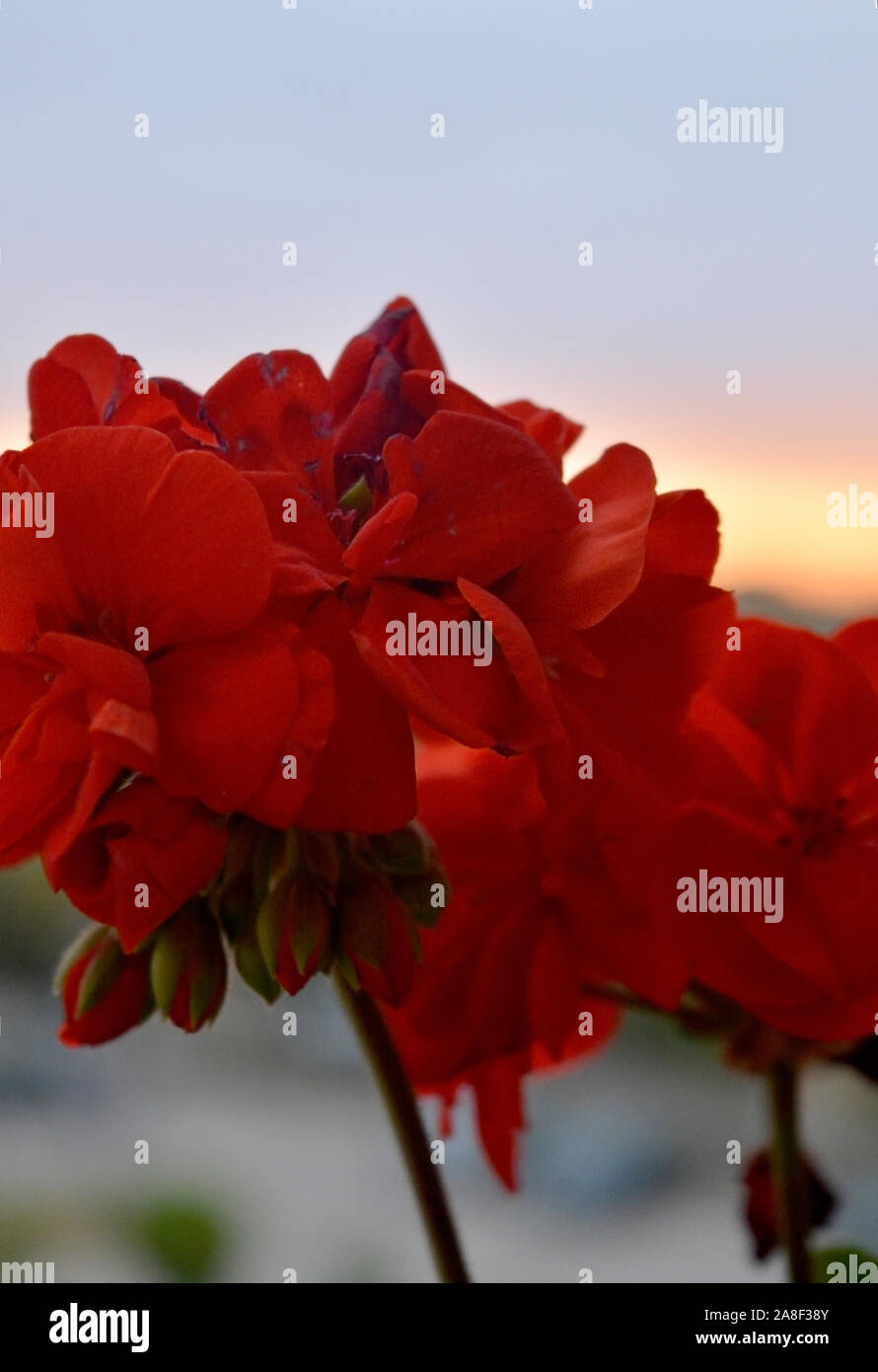 Un magnifique décor naturel coloré de fleurs de Nice. Banque D'Images