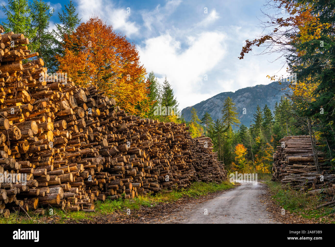 La couleur des feuilles d'automne dans les montagnes près de Bad Aussee, en Autriche, en Europe. Banque D'Images