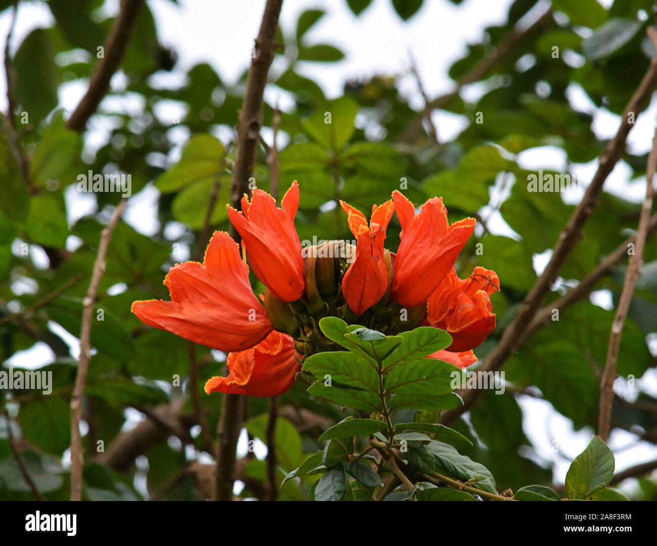 Une magnifique photo colorée de fleurs utilisées comme illustration papier peint résumé cartes de fond design décoration texture cartes postales Banque D'Images