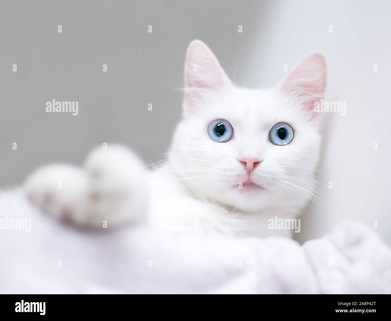 Un jeune chat domestique à poil court blanc aux yeux bleus, se détendre sur une couverture Banque D'Images
