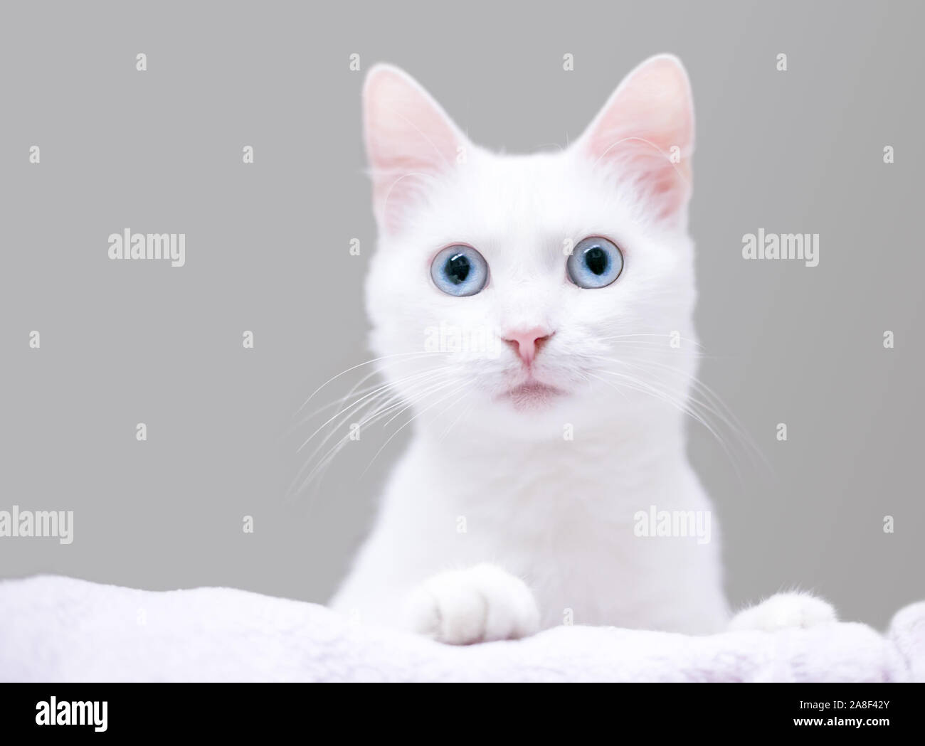 Un jeune chat domestique à poil court blanc avec des yeux bleus et une expression surprise Banque D'Images
